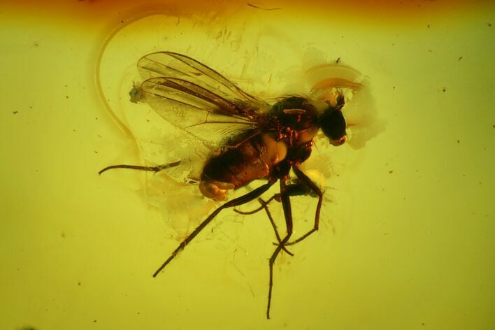 Detailed Fossil Fly (Diptera) In Baltic Amber #145465